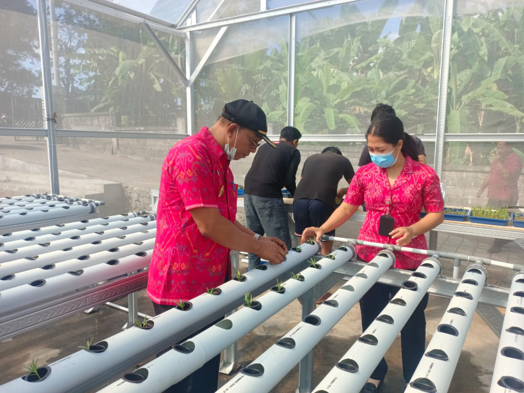 Kegiatan Ketahanan Pangan Proses Pemindahan Tanaman Dari Tempat Semai Ke Media Hidroponik